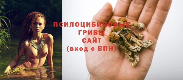 PSILOCYBIN Белокуриха